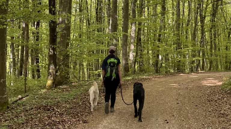 Bewegung mit Hunden für mehr Balance und Energie
