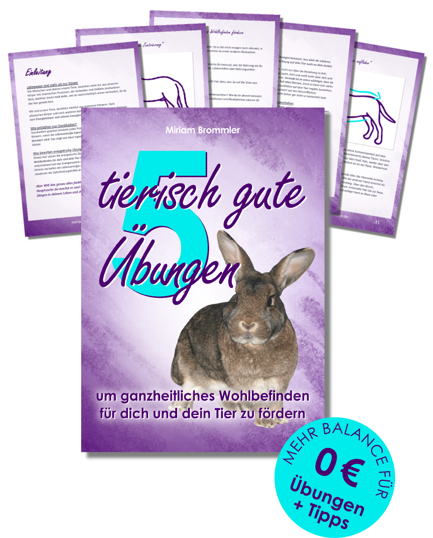 Mockup kostenloses PDF fünf energetische Übungen mit Kaninchen Cover