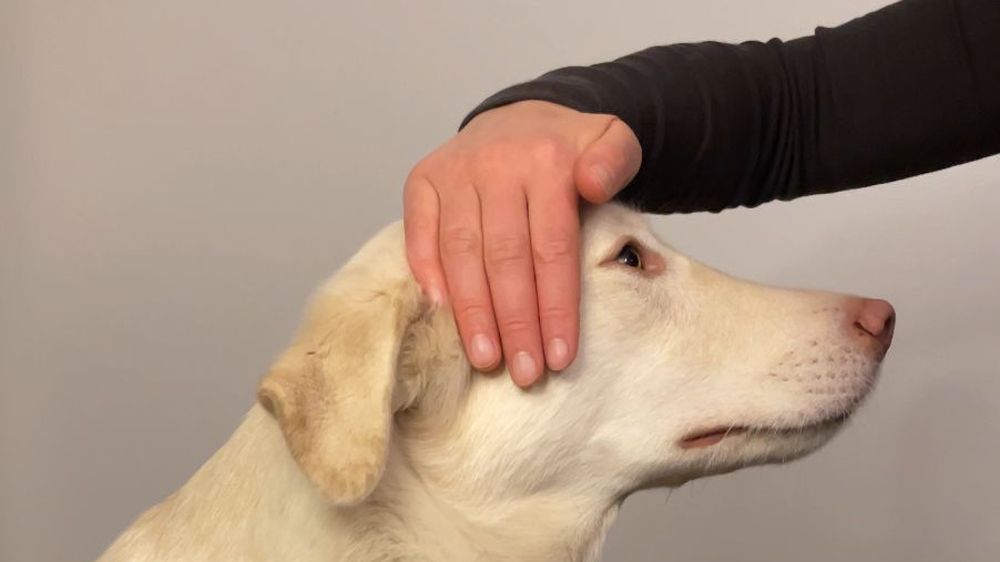 Die 33 häufigsten Fragen zur Tierenergetik