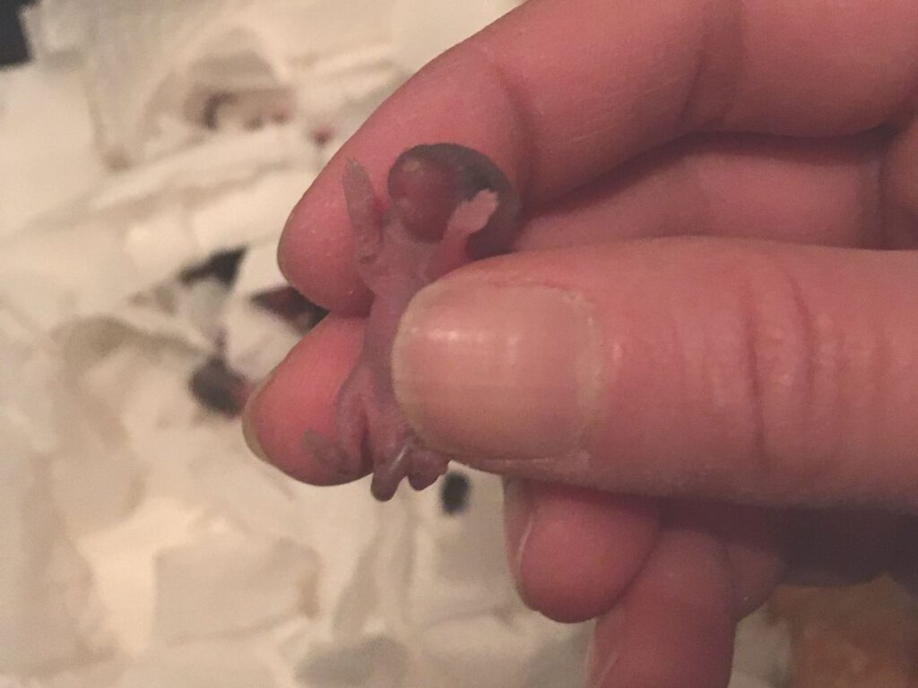 Winzige, nackte Babymaus wird zwischen den Fingern gehalten
