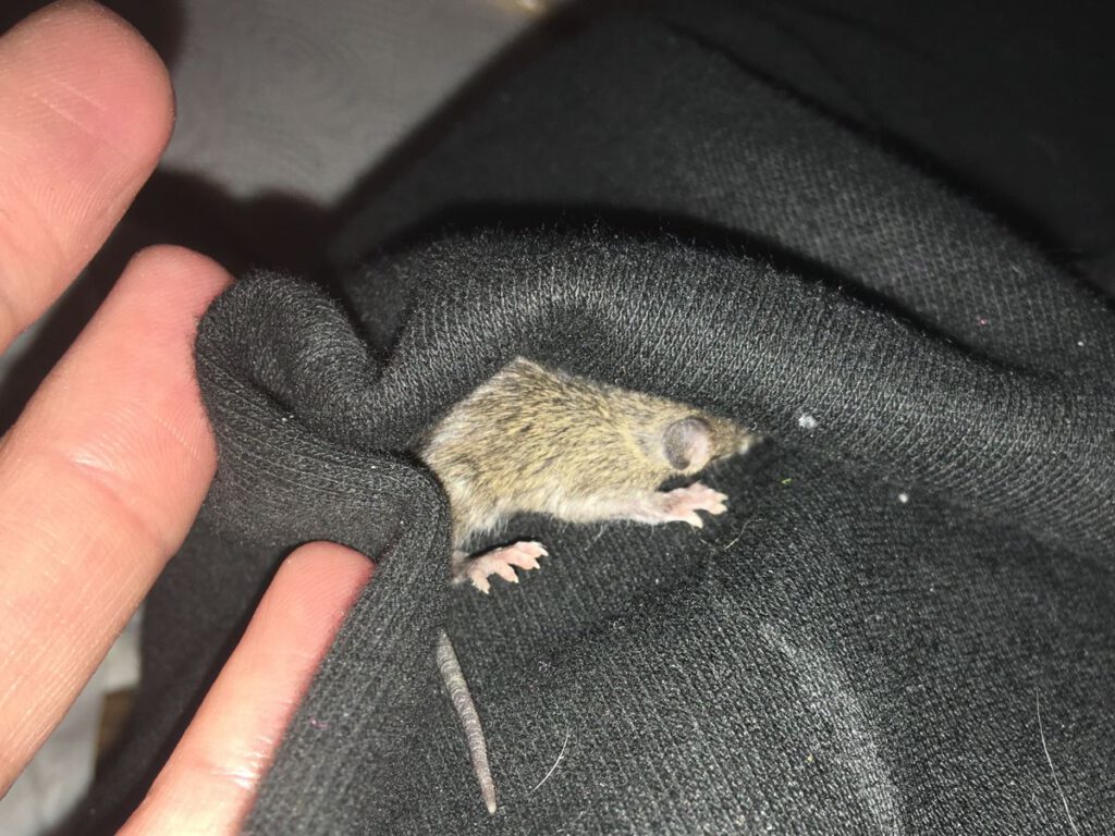 Babymaus kuschelt sich ins T-Shirt