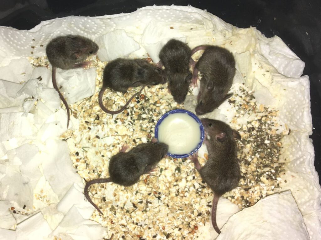 Babymäuse beginnen selbstständig zu essen