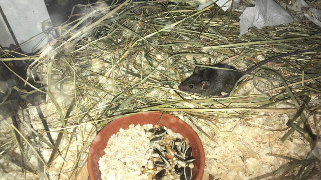 Junge, süße Maus