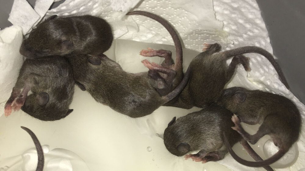 Notfall Mäuse retten, Aufzucht von Babymaus, Fundtiere aufziehen