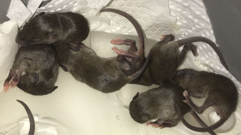 Notfall Mäuse retten, Aufzucht von Babymaus, Fundtiere aufziehen