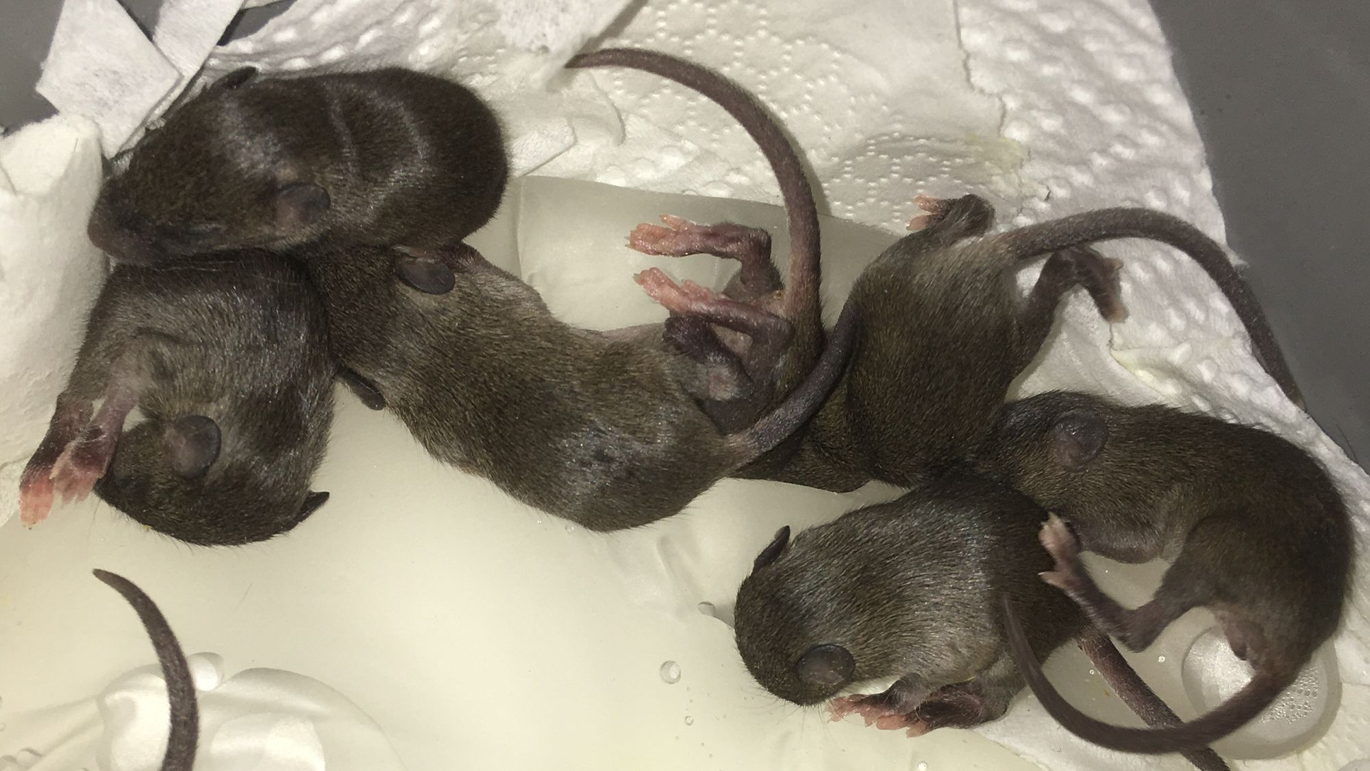 Notfall Mäuse retten, Aufzucht von Babymaus, Fundtiere aufziehen