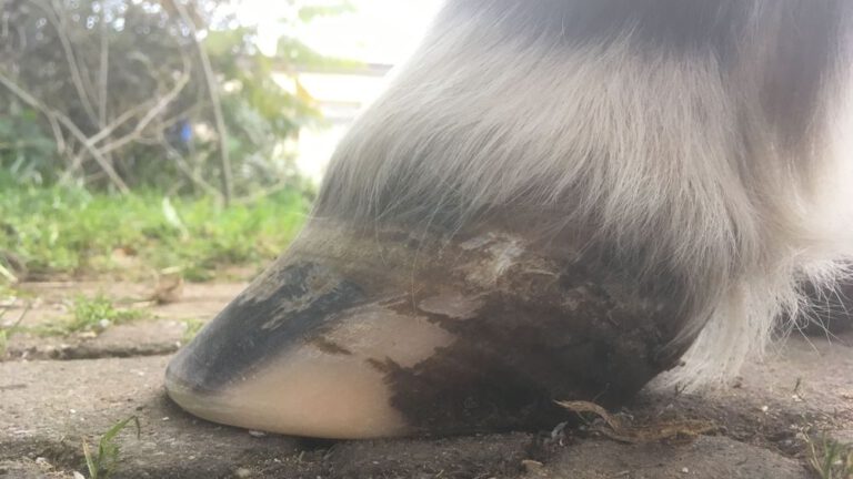 Hufrehe beim Pferd: Symptome, Ursachen und was du wirklich tun kannst