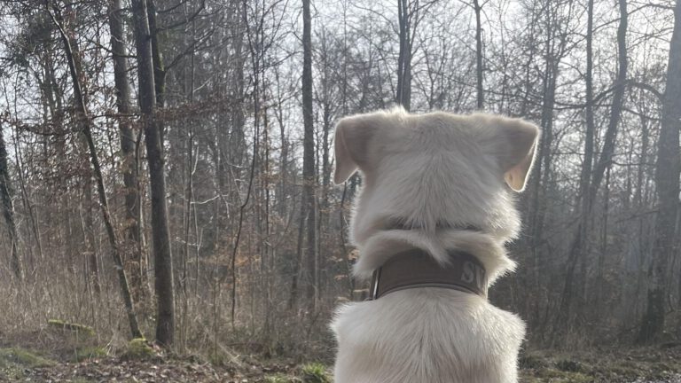Hund schaut in den Wald - Tierenergetik bedeutet nicht immer Heilung
