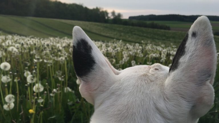 Bandscheibenvorfall beim Hund – Anzeichen erkennen, Sofortmaßnahmen und sanfte Wege zur Unterstützung