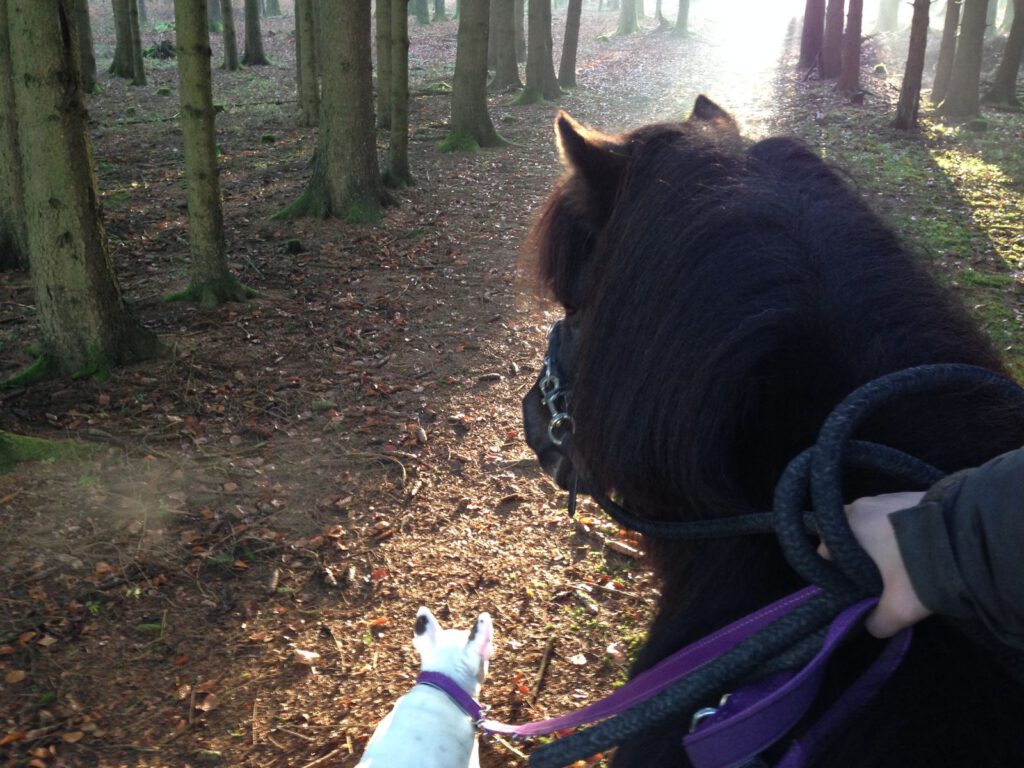 Pferd Erfahrungen mit kleben am Stall