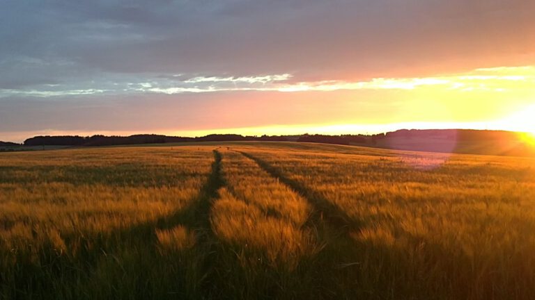 Sonnenuntergang im Feld mit Spur darin