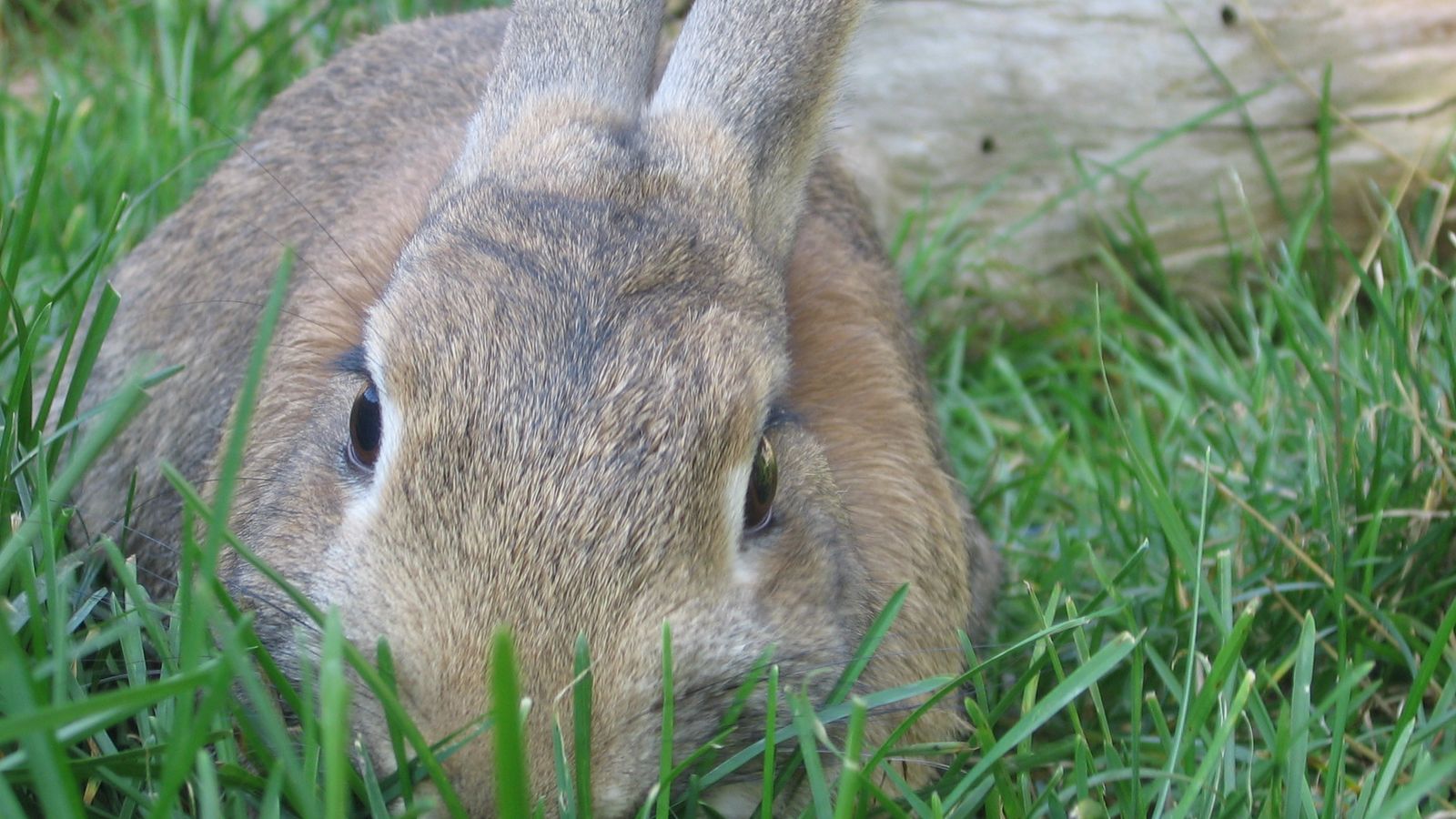 Tierkommunikation: Was ist das eigentlich und wie funktioniert sie?