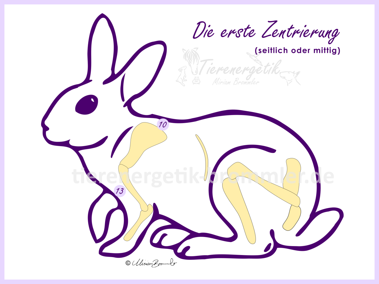Kaninchen: die erste Zentrierung