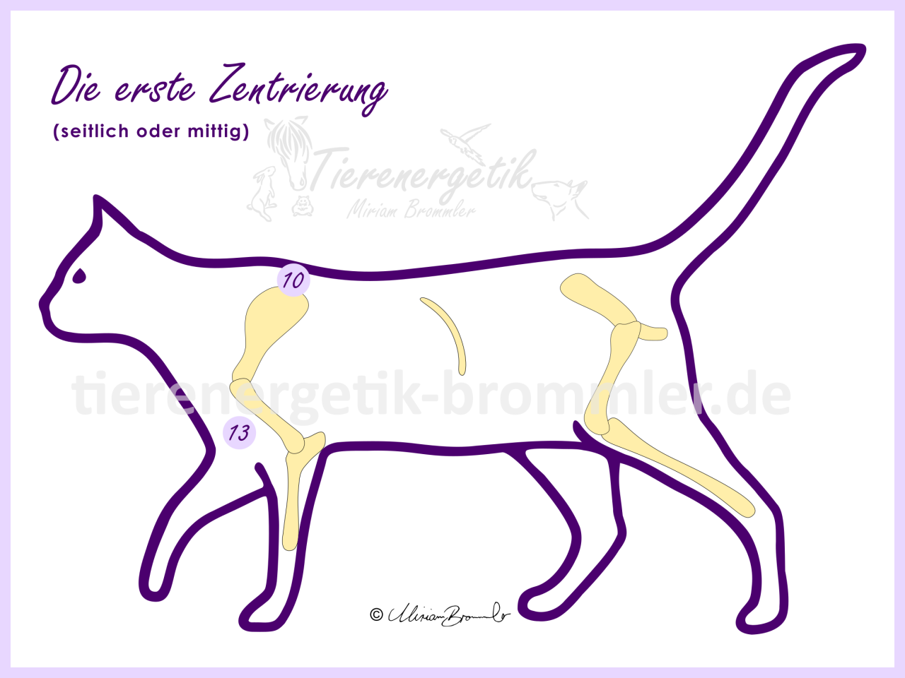 Katze: die erste Zentrierung