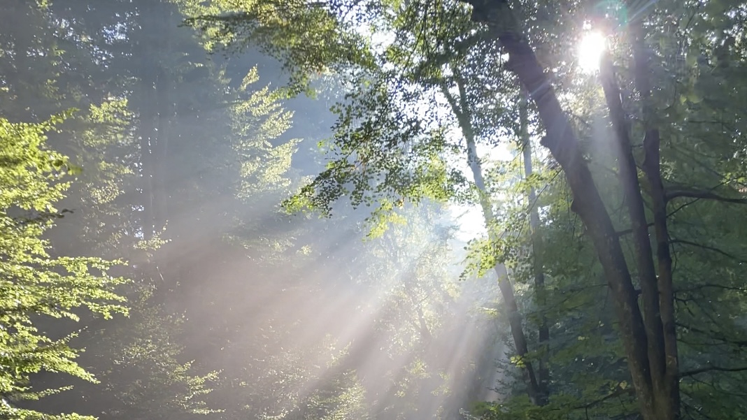 Lichtstrahlen fallen durch die Bäume eines Waldes