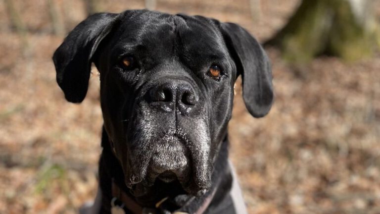 Großer, schwarzer Hund schaut aufmerksam in die Kamera.