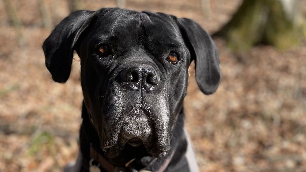 Großer, schwarzer Hund schaut aufmerksam in die Kamera.