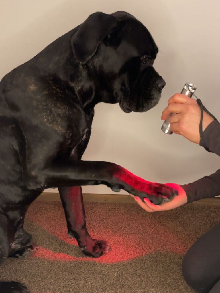 Bei einem großen schwarzen Hund wird mit einer roten Lampe die Pfote beleuchtet