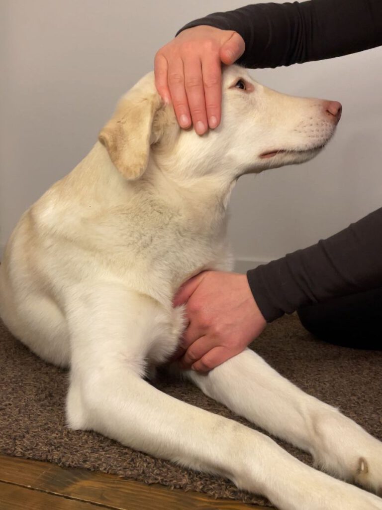Ein weißer Hund wird mit den Händen an Brust und Kopf sanft berührt.