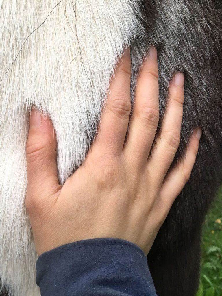 Hand berührt das Fell eines Pferdes.