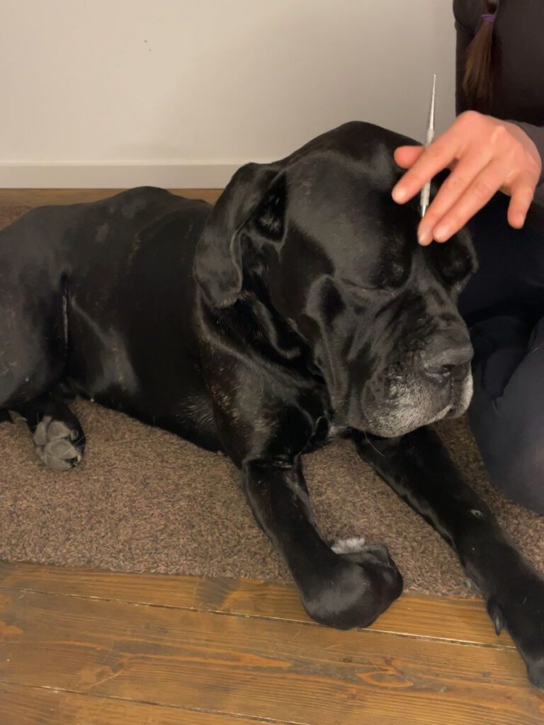 Ein großer schwarzer Hund wird mit einem Meridianstäbchen sanft berührt.