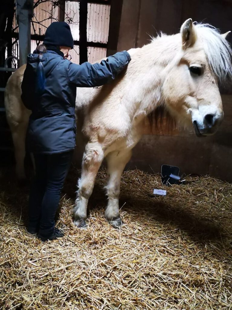 Eine Frau steht neben einem Pferd und hat die Hände sanft auf den Pferderücken gelegt.