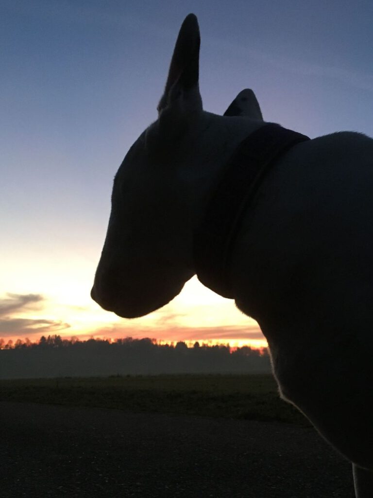 Ein Bullterrier schaut in den Sonnenuntergang.