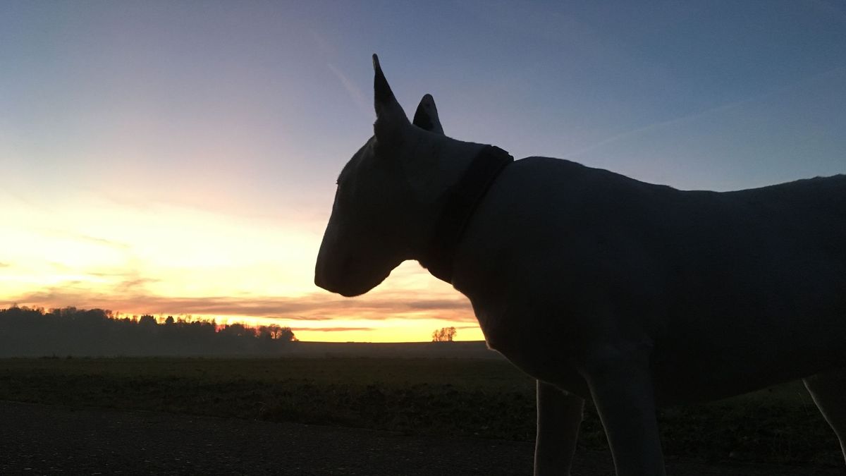 Hund Bullterrier schaut in den Sonnenuntergang