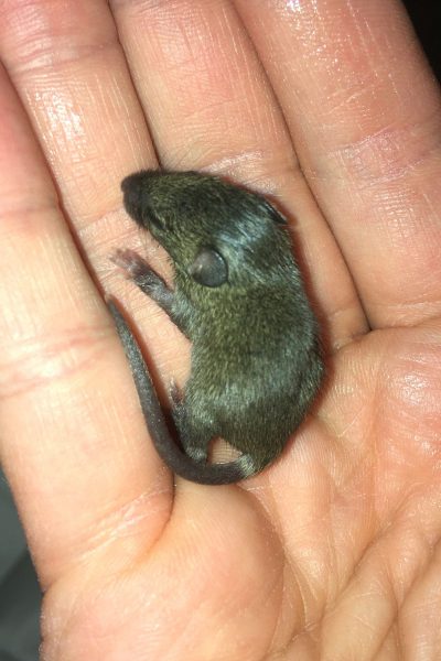 Babymaus Rettung Handaufzucht