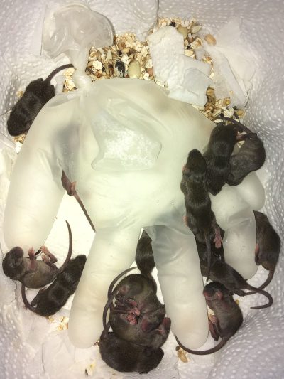 Babymäuse kuscheln sich an mit wassergefülltem, wärmenden Einmalhandschuh