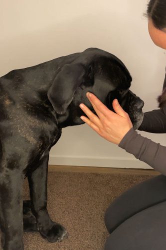 33_1-tierenergetik-hund-energetisch-unterstuetzen