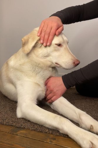 33_2-tierenergetik-hund-energetisch-unterstuetzen