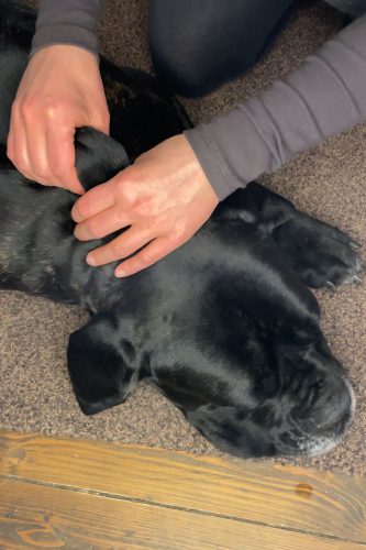 33_3-tierenergetik-hund-energetisch-unterstuetzen